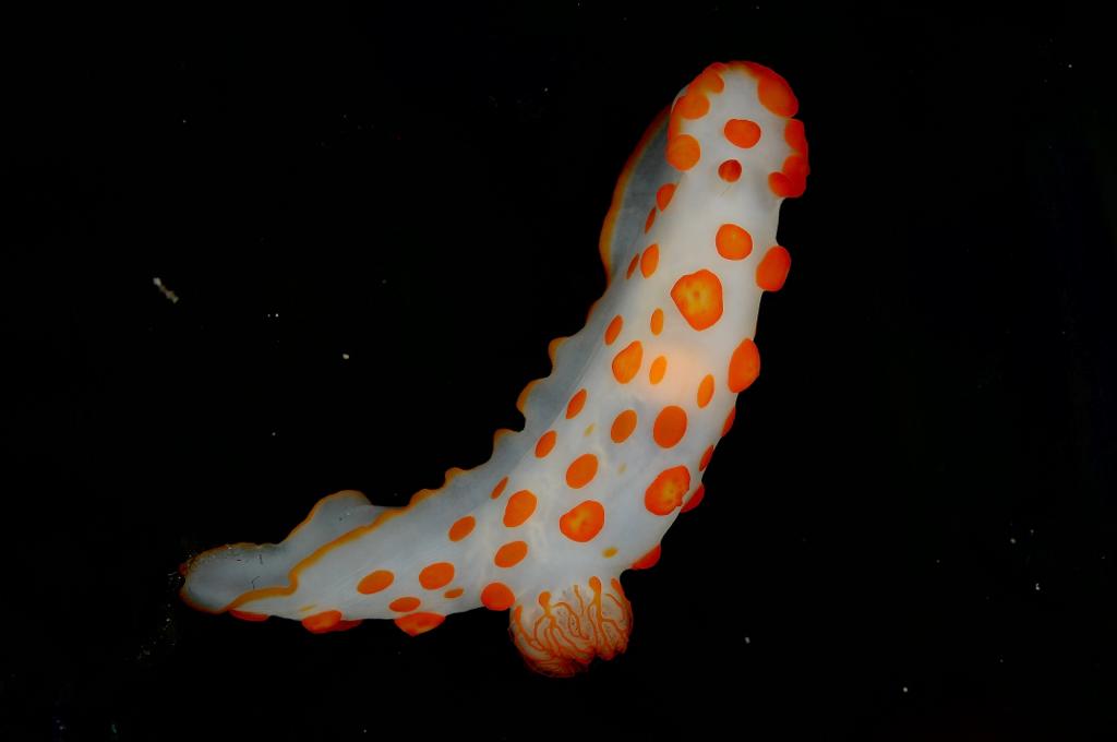 Nudibranche 2